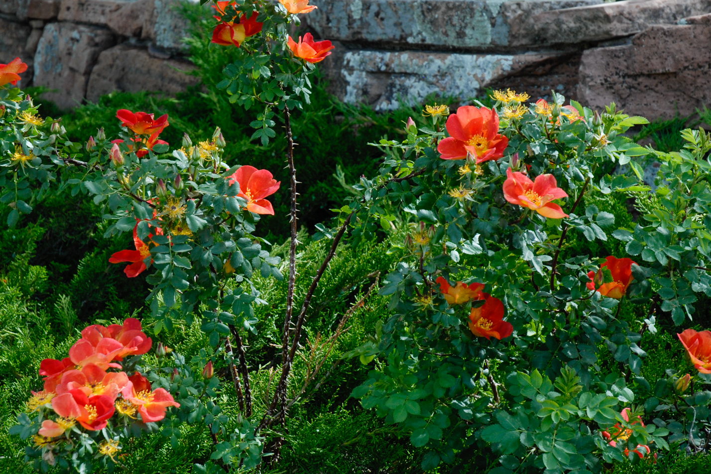 Austrian Copper Rose